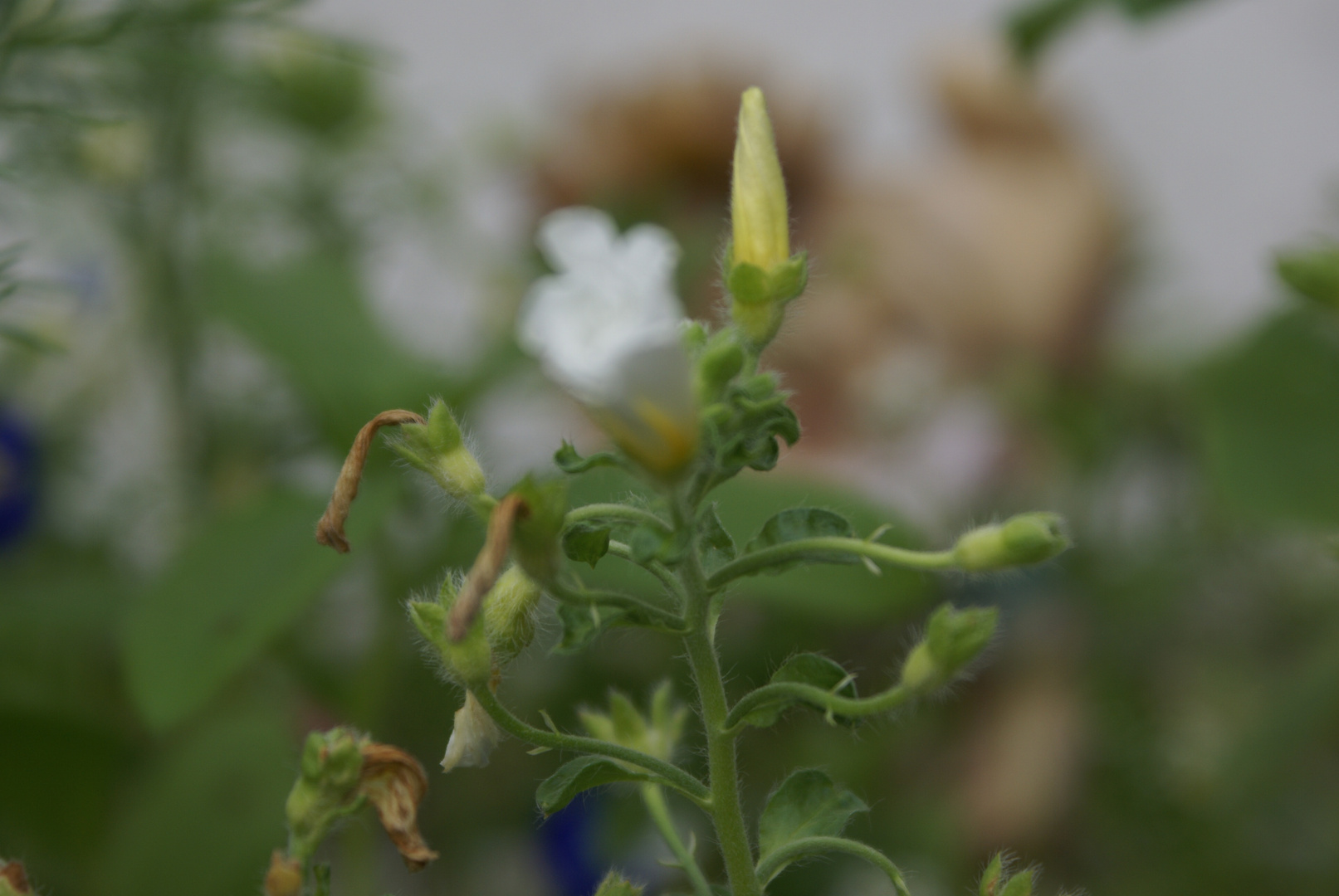 Pflanzen mit Gartenzwerg