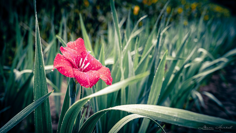 Pflanzen nach dem Regen (1)