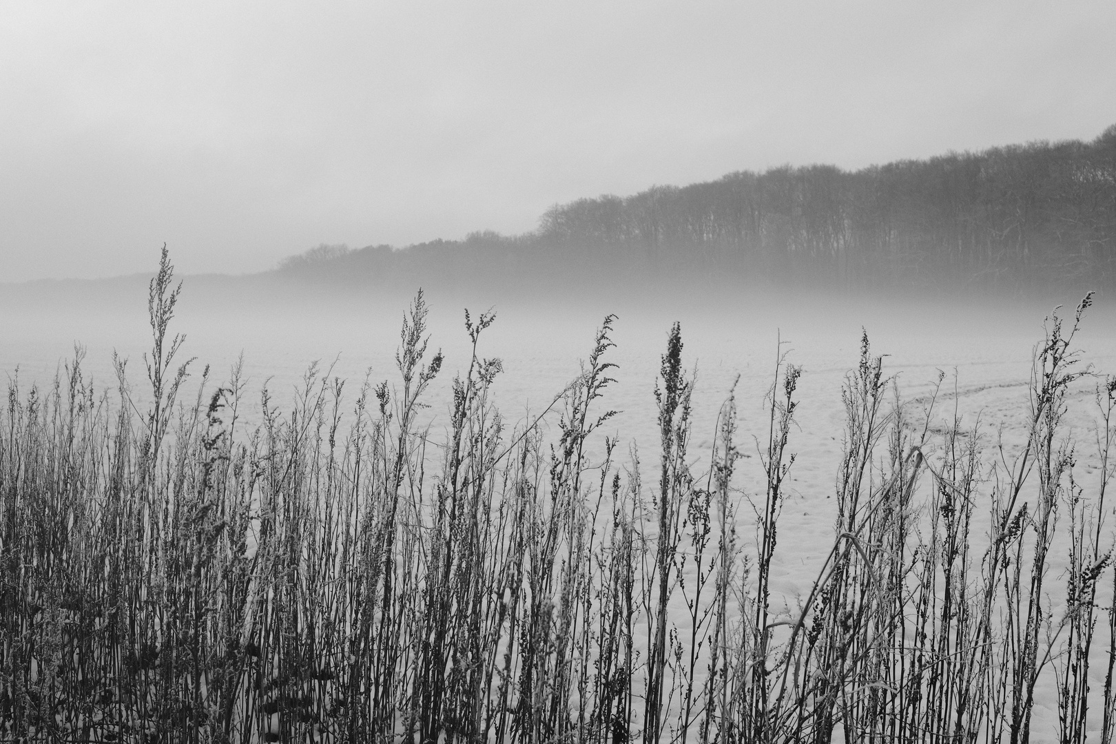 Pflanzen Nebel Schnee