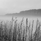 Pflanzen Nebel Schnee