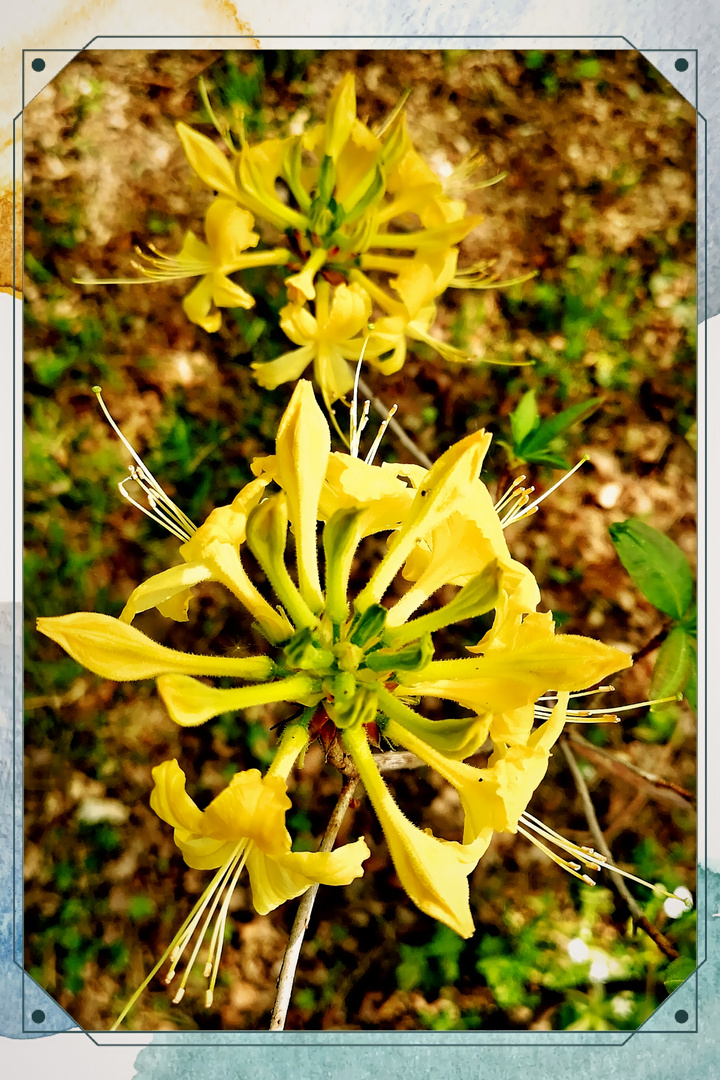 "Pflanzen-Paradies" Ohrbergpark (Bild 8)