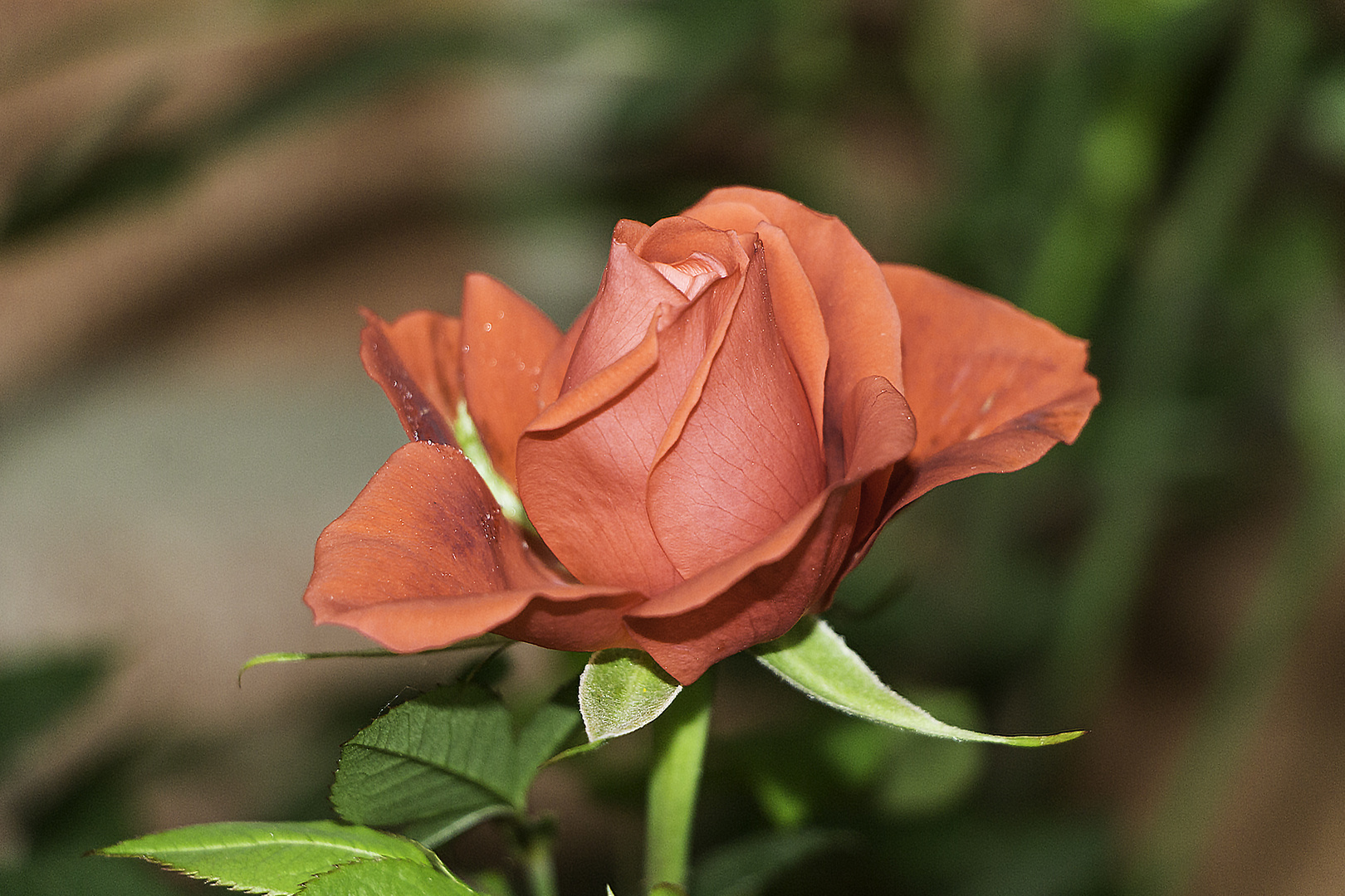 Pflanzen Rosa 02