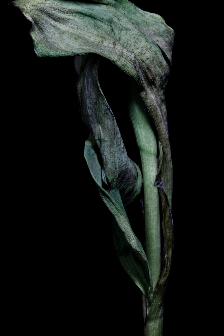 Pflanzen - Skulptur