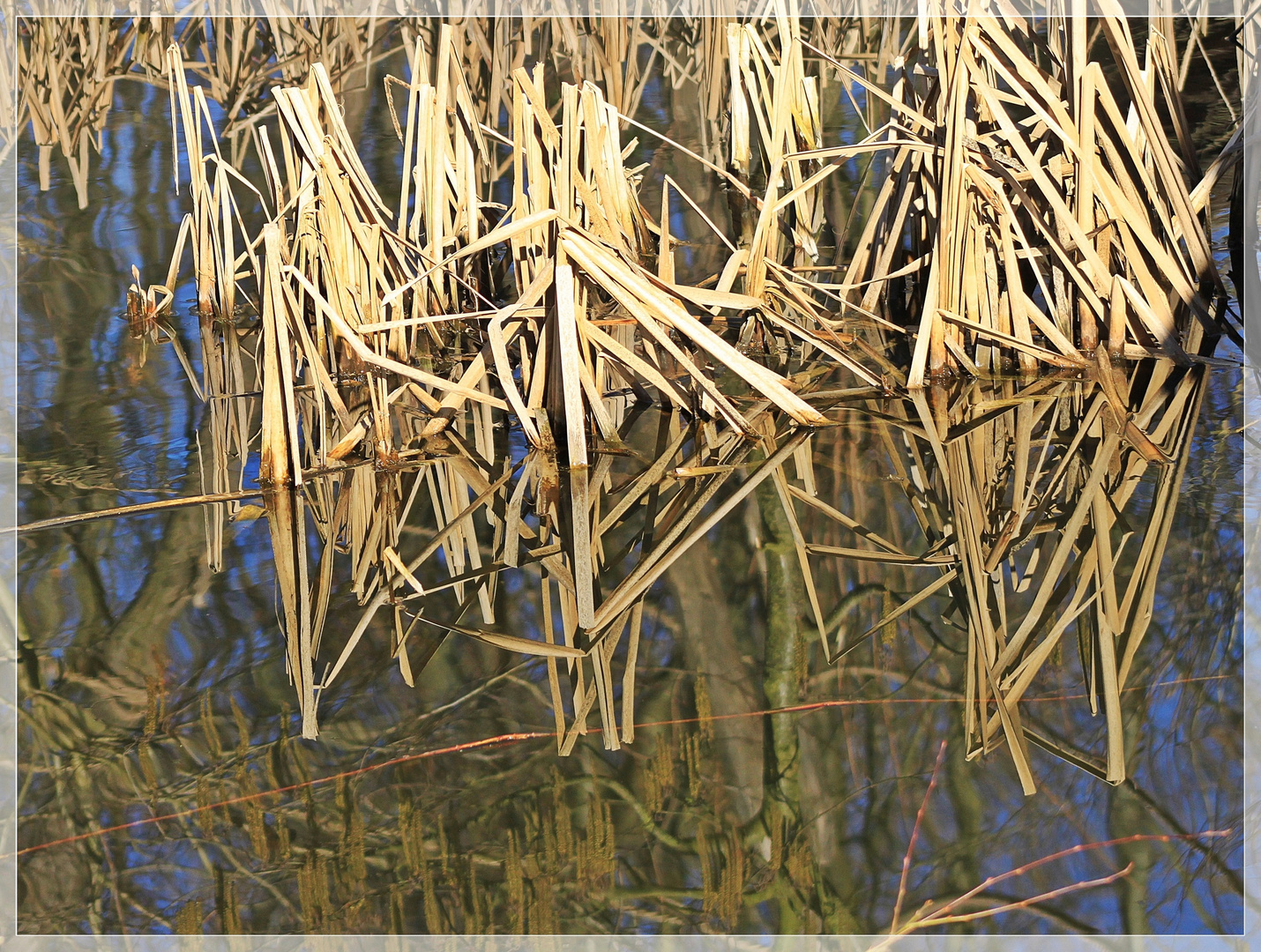 Pflanzen Strukturen im Wasser