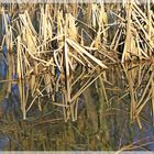 Pflanzen Strukturen im Wasser