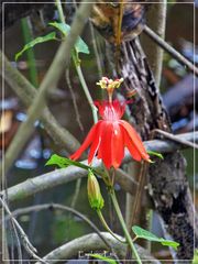 Pflanzen und Blüten der Dschungels.............