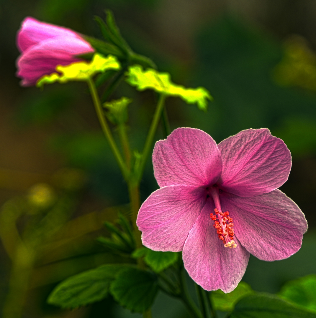 Pflanzen und Blüten HDR