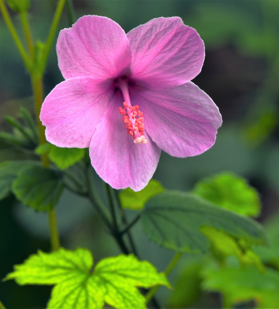 Pflanzen und Blüten HDR