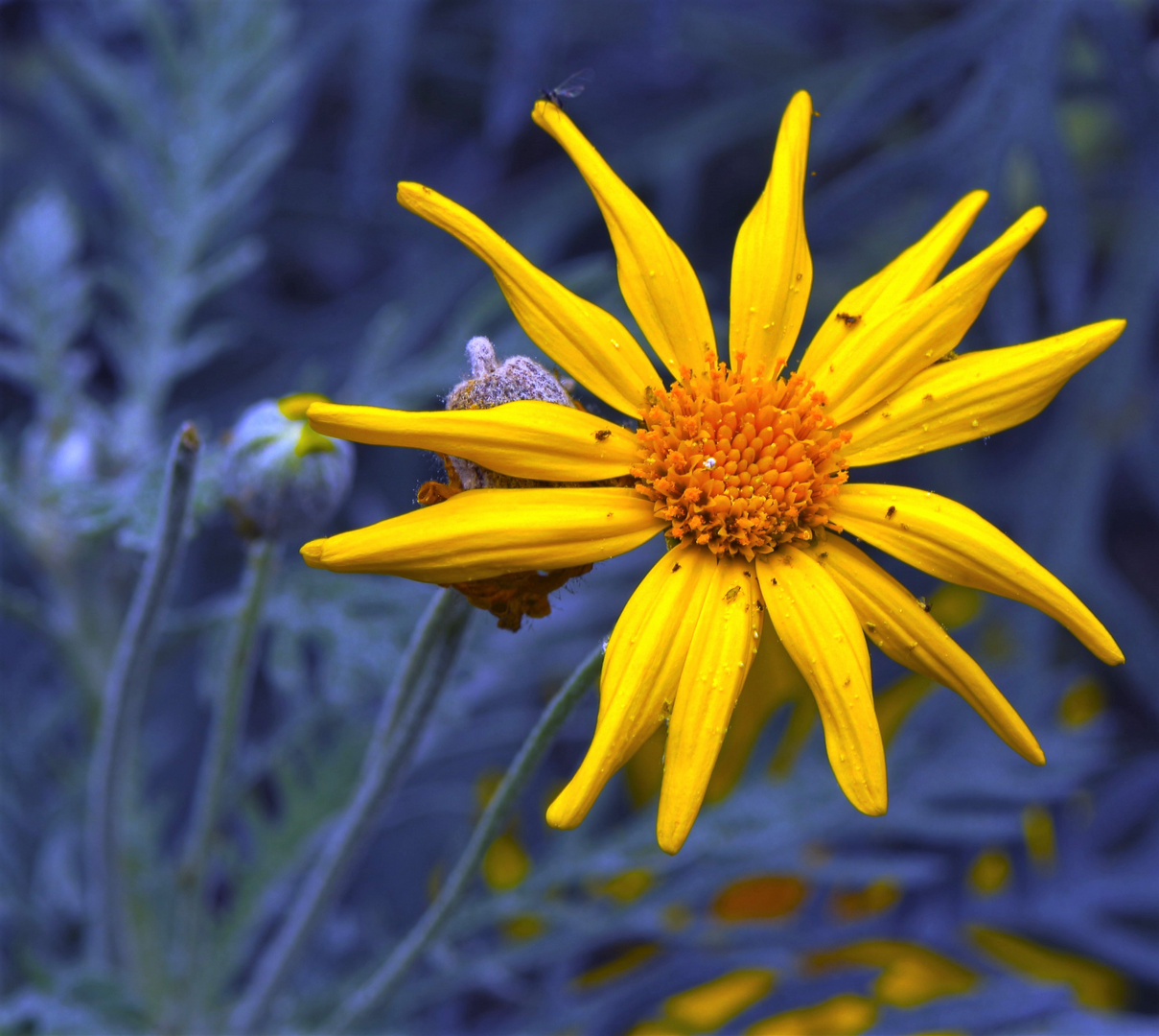 Pflanzen und Blüten HDR