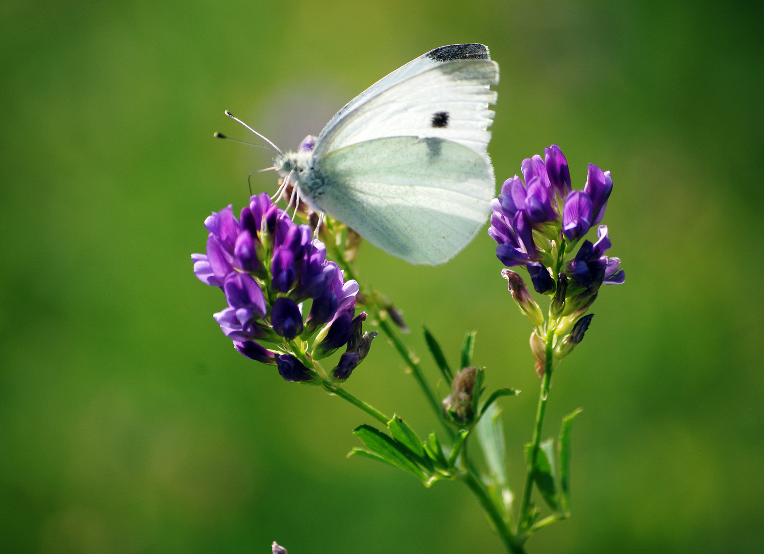 Pflanzen und Tiere