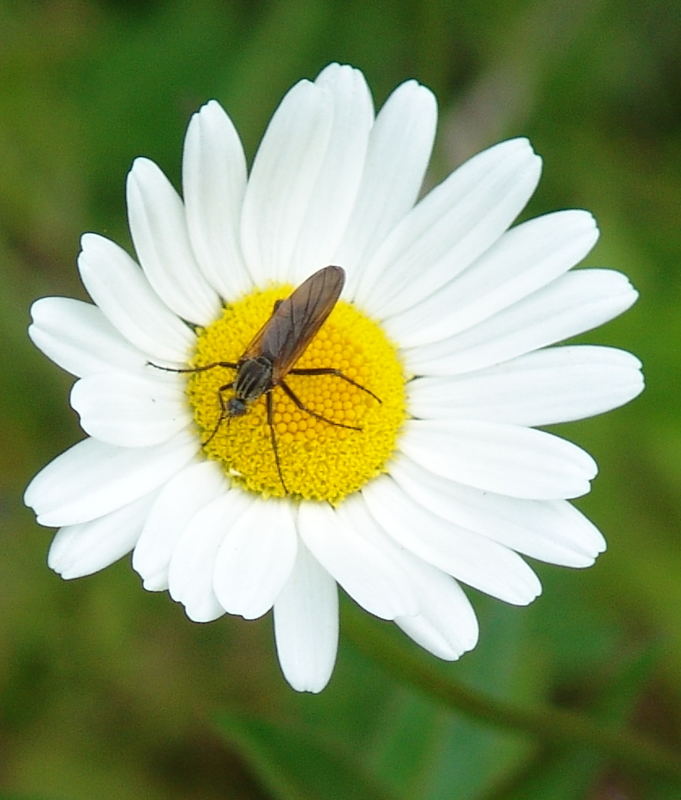 Pflanzen und Tiere im Eiklang