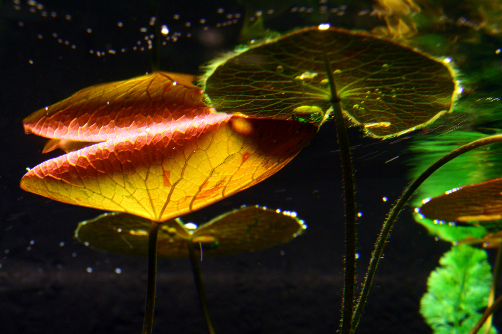 Pflanzen unter Wasser
