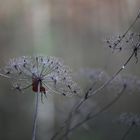 Pflanzen wiegen sich im Wind am 6.2.16