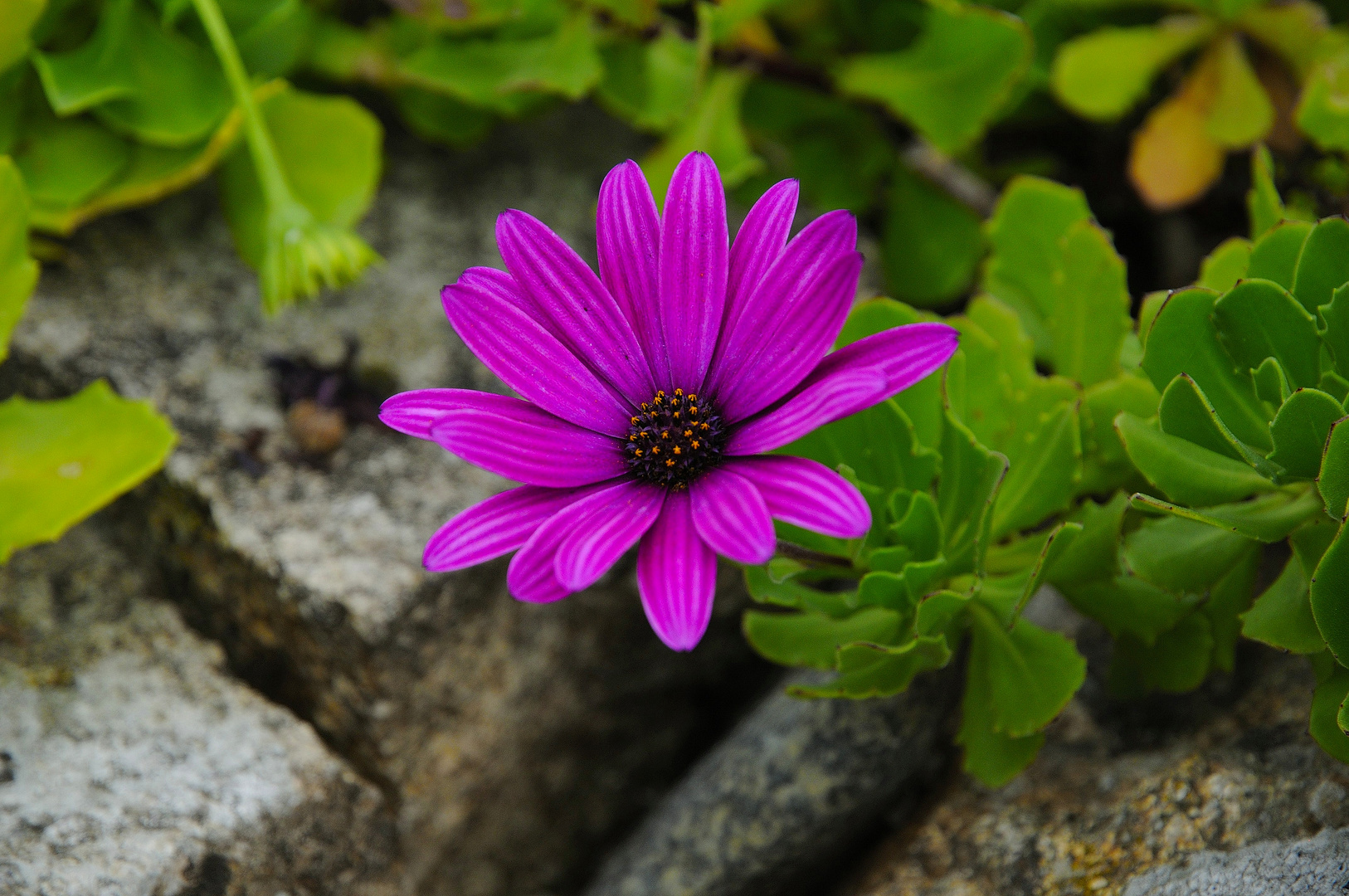 Pflanzename gesucht !  Antwort ist: "Kapkörbchen / Osteospermum"