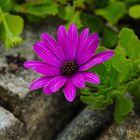 Pflanzename gesucht !  Antwort ist: "Kapkörbchen / Osteospermum"