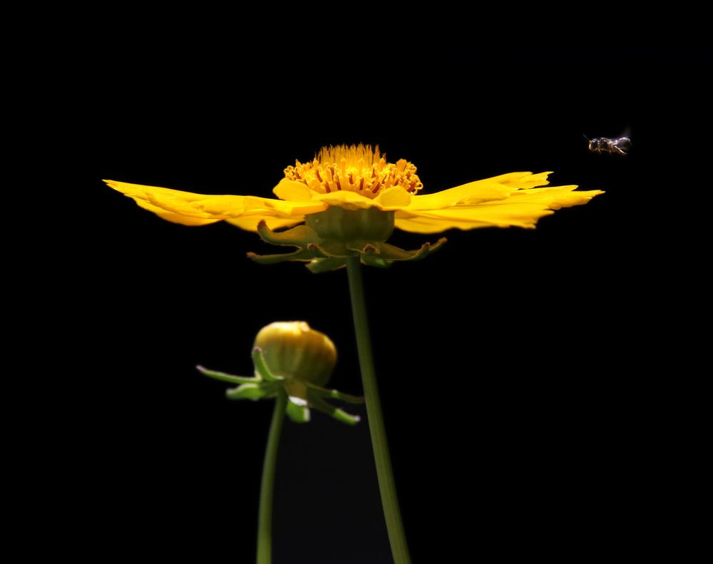 Pflanzenbilder aus unserem Garten