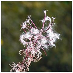 Pflanzendetails im Herbst I