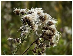 Pflanzendetails im Herbst II