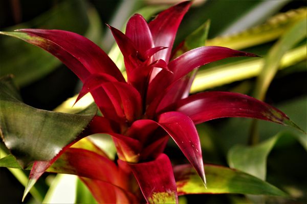 Pflanzenfotos Wilhelma 