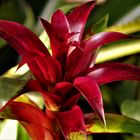 Pflanzenfotos Wilhelma