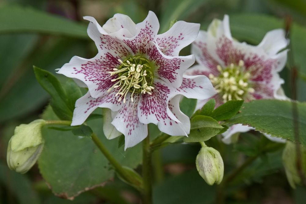 Pflanzengattung Nieswurz (Helleborus)