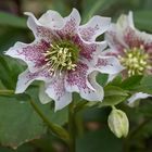 Pflanzengattung Nieswurz (Helleborus)