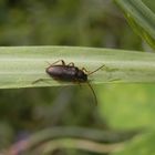 Pflanzenkäfer Allecula morio