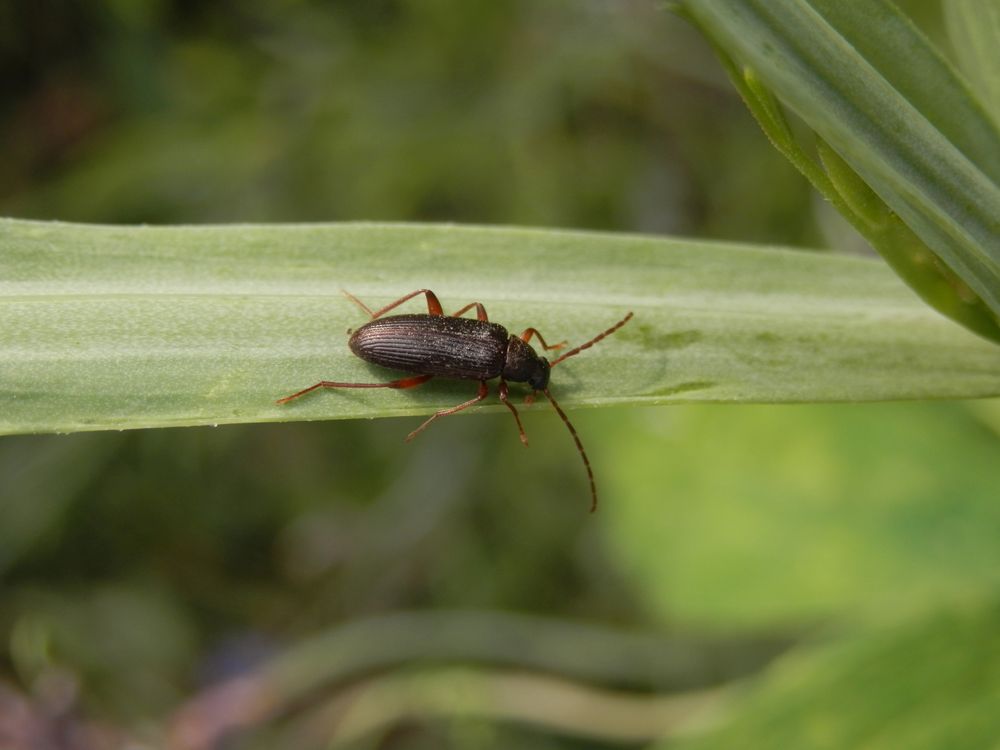 Pflanzenkäfer Allecula morio