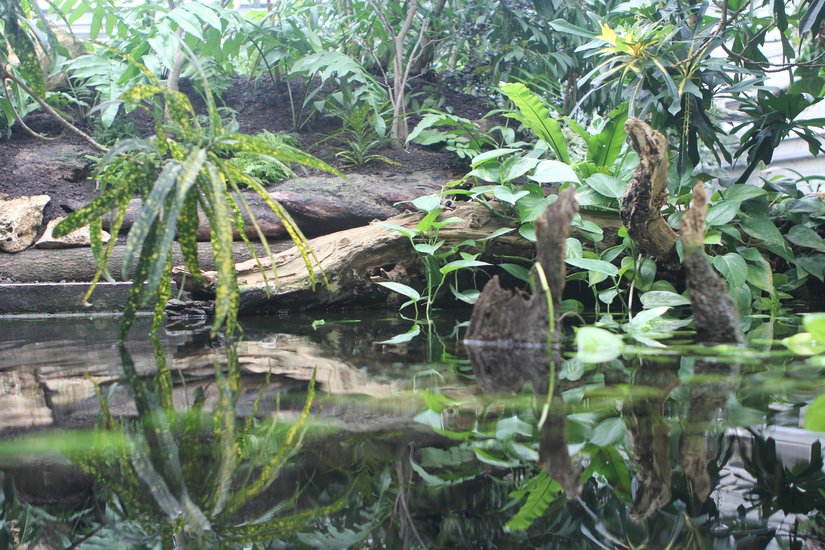 Pflanzenlandschaft für Wasserschildkröten