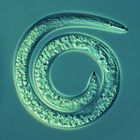 Pflanzenparasitäre Nematoden: Weibchen von Helicotylenchus spec.