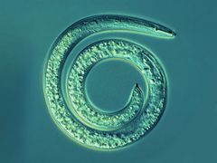 Pflanzenparasitäre Nematoden: Weibchen von Helicotylenchus spec.