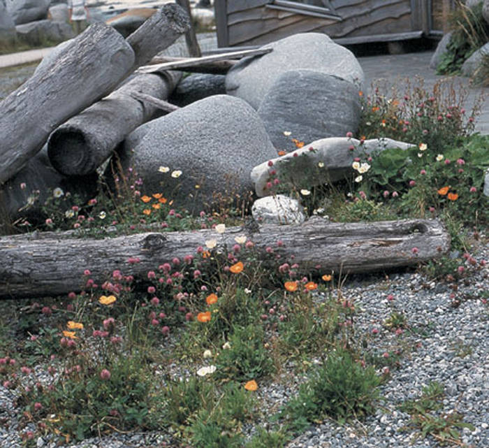 Pflanzenreichtum auf den Lofoten