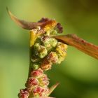 Pflanzenrest im Herbst mit weißen Kügelchen