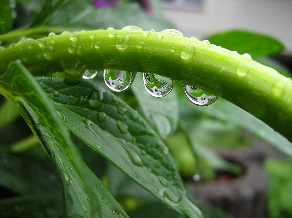Pflanzenstiel mit Regentropfen
