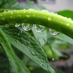 Pflanzenstiel mit Regentropfen