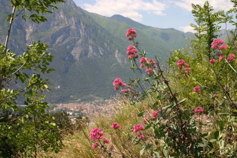 Pflanzenwelt am Monte Brione