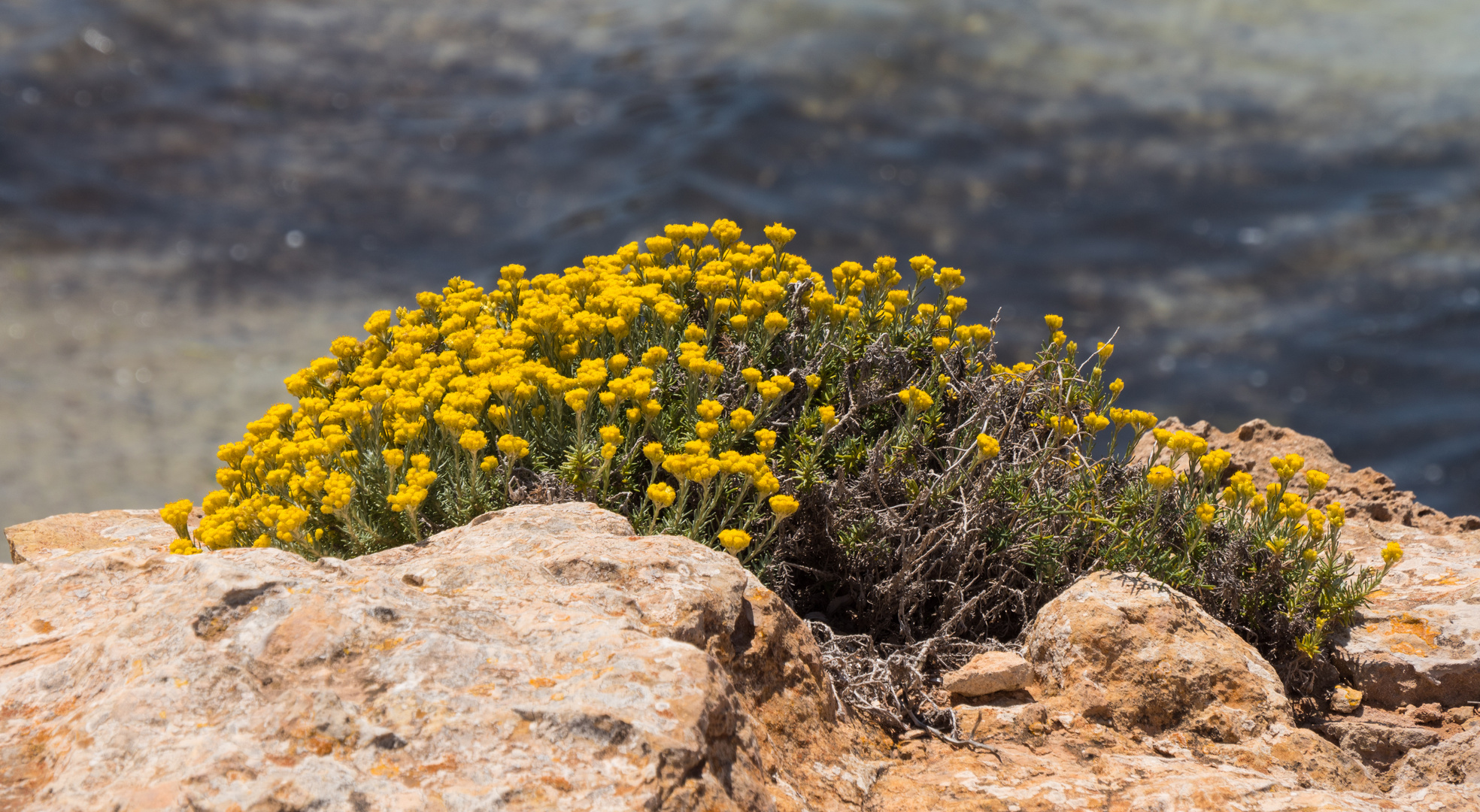 Pflanzenwelt auf Formentera