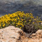 Pflanzenwelt auf Formentera