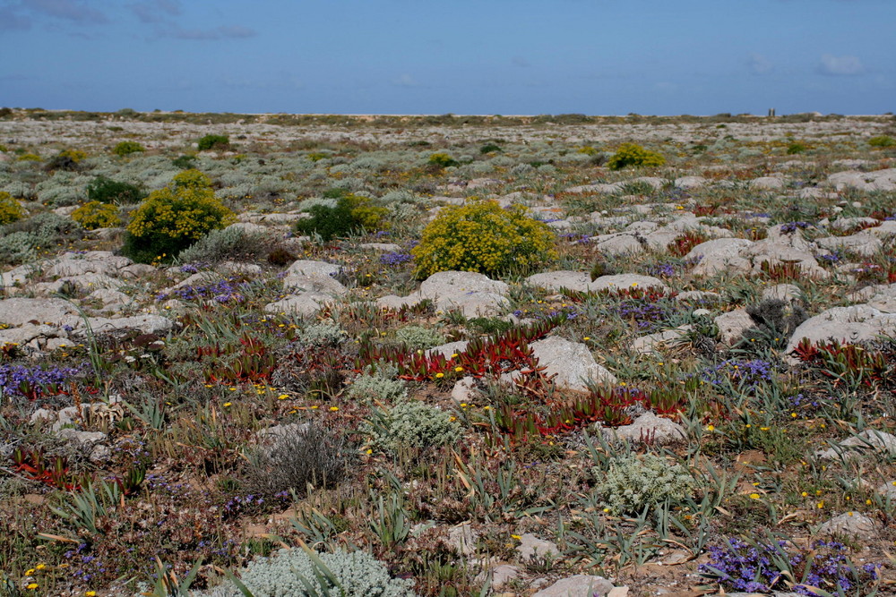 Pflanzenwelt der Algarve