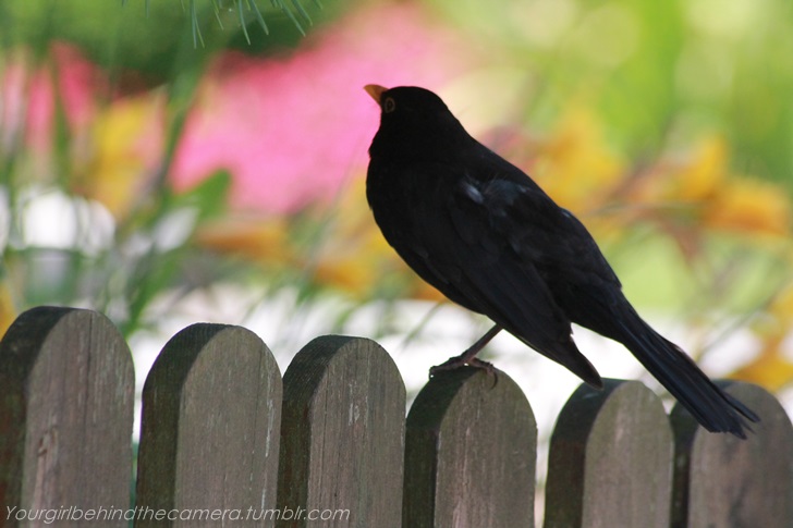 Pflanzenwelt der Amsel