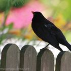 Pflanzenwelt der Amsel