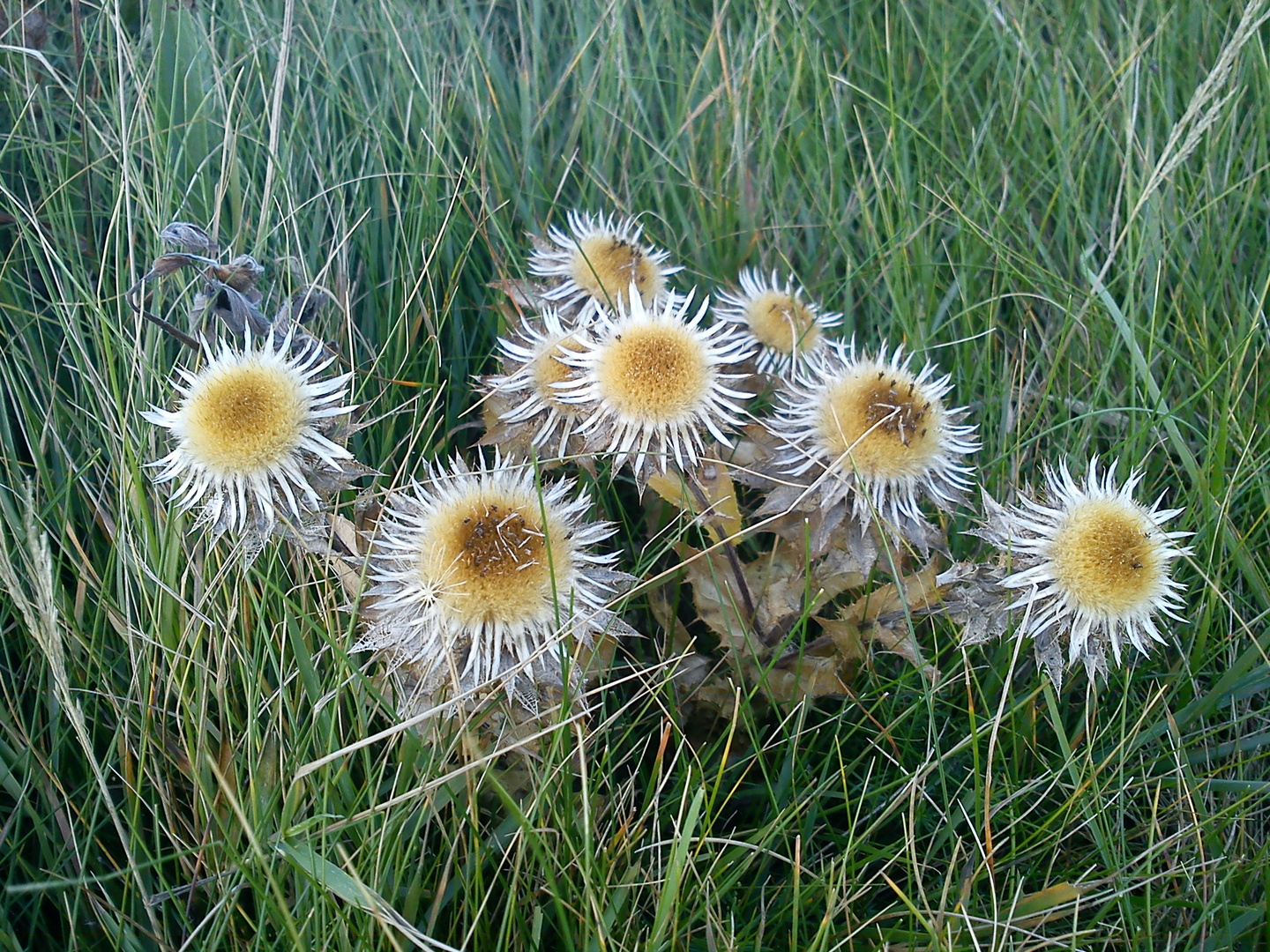 Pflanzenwelt in den Dünen bei Lønstrup.