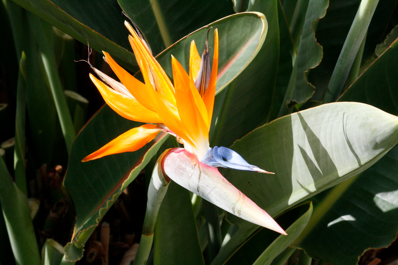 Pflanzenwelt Madeira I