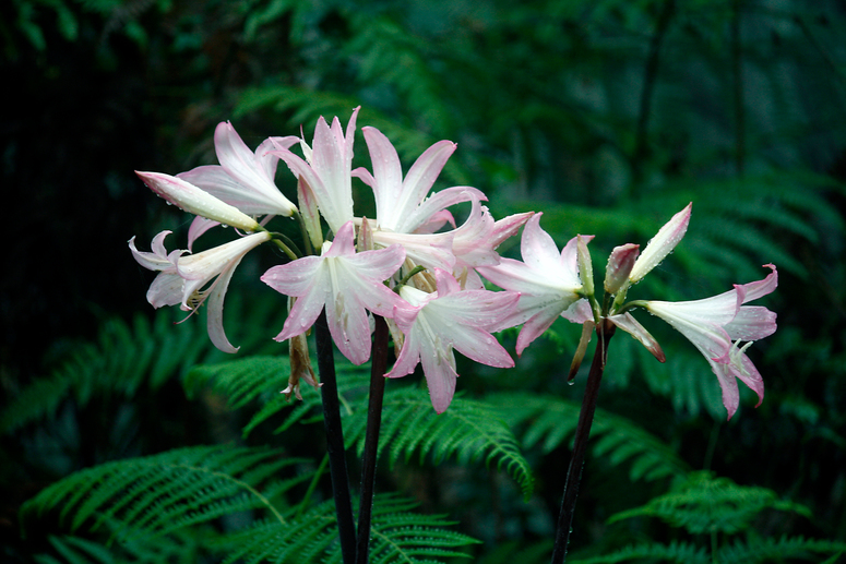 Pflanzenwelt Madeira V