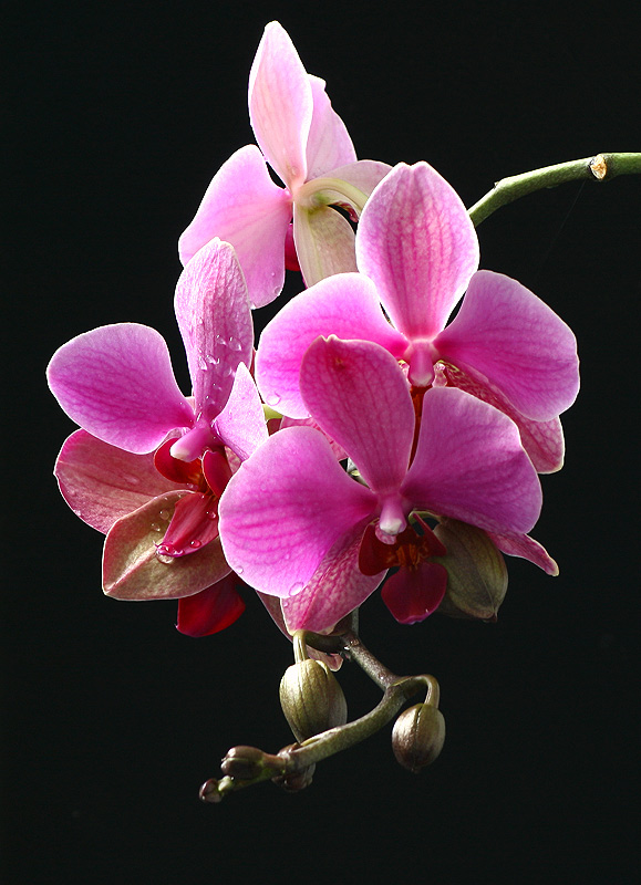 Pflanzenwelt Phalaenopsis rot