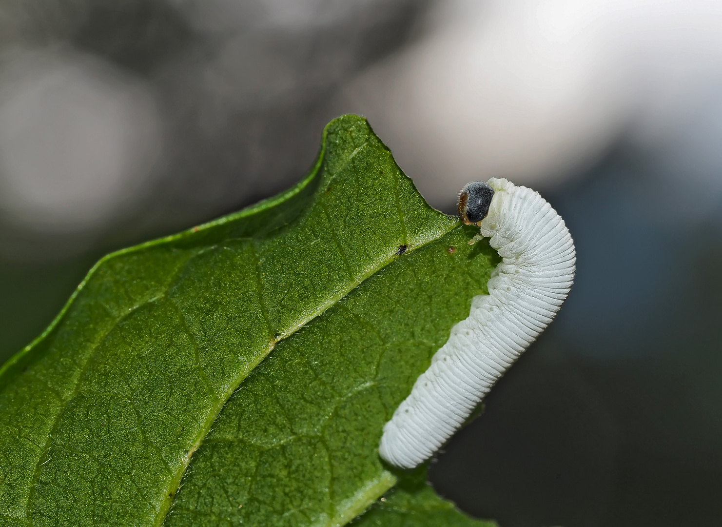 Pflanzenwespenlarve (Tenthredo rubricoxis). - Une chenille d'un genre de guêpe...