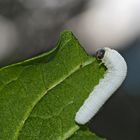 Pflanzenwespenlarve (Tenthredo rubricoxis). - Une chenille d'un genre de guêpe...