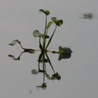 pflanzliche Spiegel-Symmetrie