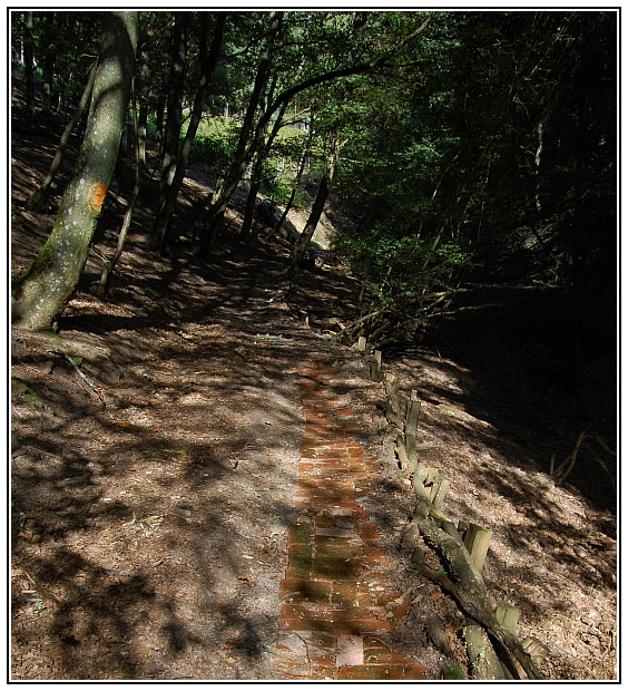 Pflaster im Wald