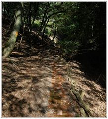 Pflaster im Wald